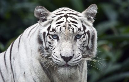 白虎头部特写大图凶猛霸气