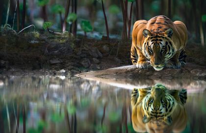 水边饮水的猛虎