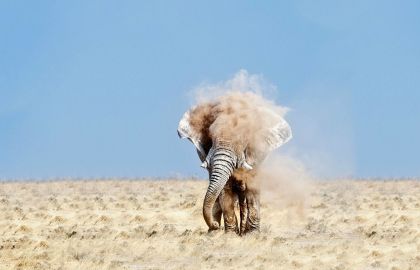 空旷的大地上一直狂暴的大象