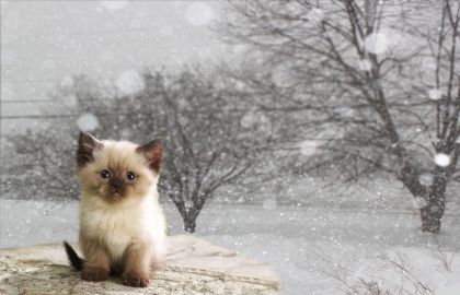 冰天雪地中一只呆萌的小奶猫,眼神忧郁