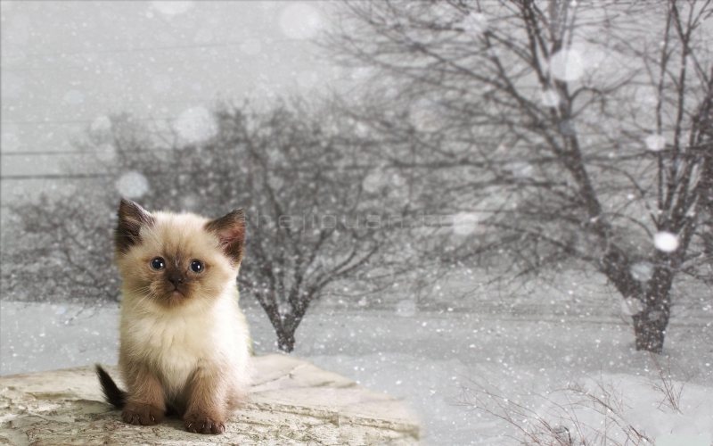 冰天雪地中一只呆萌的小奶猫,眼神忧郁