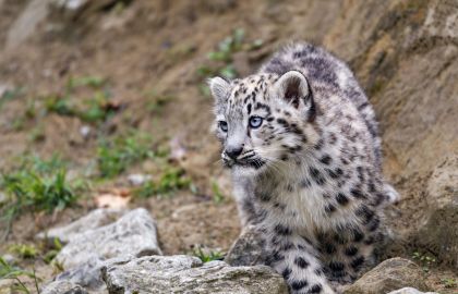 灵猫山上猎豹可爱