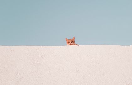 一个小猫的趴在墙头偷偷向外观望