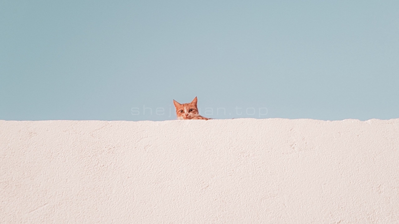 一个小猫的趴在墙头偷偷向外观望