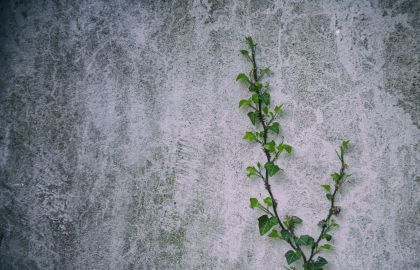 青灰色的石灰墙钱一直绿色的的植物也在嫩绿可做电脑桌面壁纸