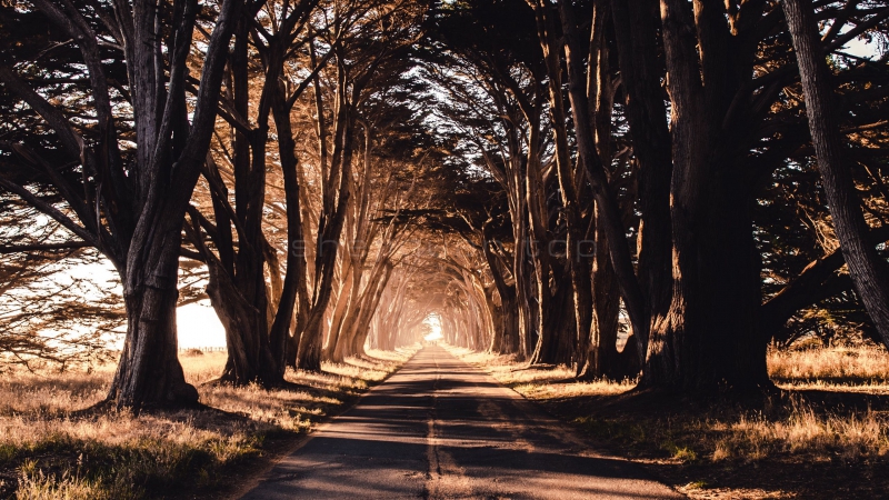 野外一条笔直的大路两侧高大的古树阳光照射到树上路面投射很多树的影子