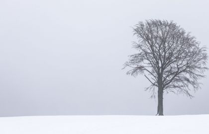 雾蒙蒙的大雪天气雪白的大地一望无垠寒风凛冽中一棵干枯的大树