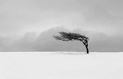 极简电脑壁纸寒冷的冬天大雪后的田野中一个干枯的树被风冲歪