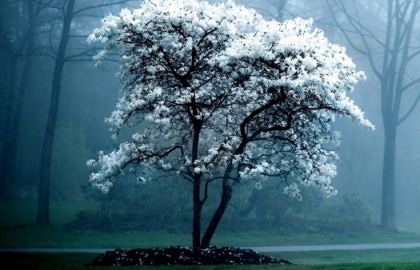 深山老林的冬日早晨雾气弥漫的小路旁边两颗布满了白色雪花或开满白色花朵的树