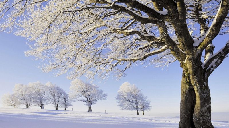 冬日大雪后的野外所有大树都挂满雪霜地上的积雪一望无垠寒意浓浓空气冷而新鲜