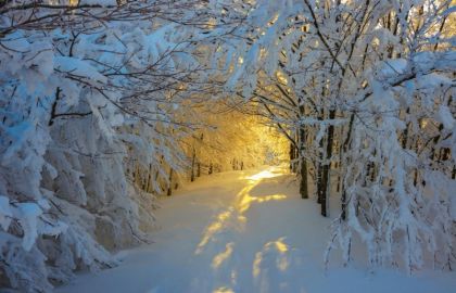 冰雪,树,天空,白杨树,油画的高清电脑壁纸桌面