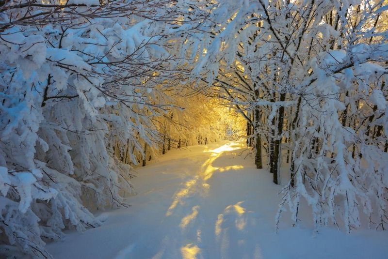 冰雪,树,天空,白杨树,油画的高清电脑壁纸桌面