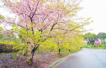 初春的公园鲜花盛开风景怡人空气清新的美景高清大图