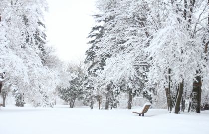 大雪后的森林中银装素裹大地上厚厚的积雪深冬的寒冷气氛非常宁静