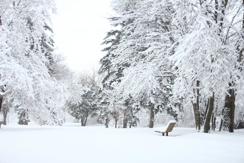 大雪后的森林中银装素裹大地上厚厚的积雪深冬的寒冷气氛非常宁静