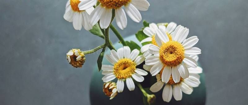 工笔画,花卉,小白菊,鬼针草,白晶菊