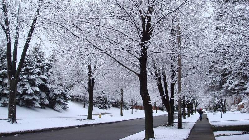 冰雪,树,雪树银花,树挂,钢笔画