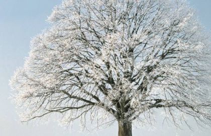 树,冰雪,樱花树,雪树银花,日本樱花