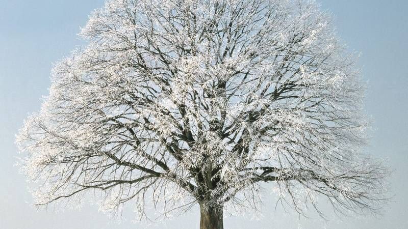 树,冰雪,樱花树,雪树银花,日本樱花