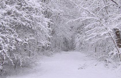 冰雪,钢笔画,雪树银花,工笔画,图画