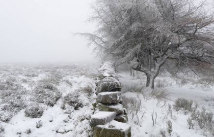 冰雪,树,工笔画,建筑,喷射式除雪机