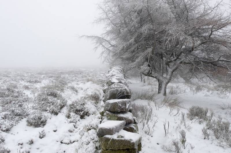 冰雪,树,工笔画,建筑,喷射式除雪机