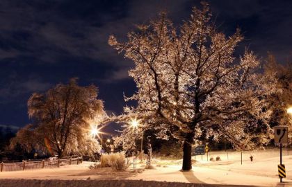 树,植物,街道,冰雪,海洋