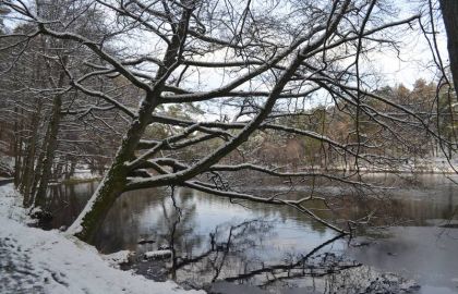 树,冰雪,枯枝,樱花盛开,雪树银花