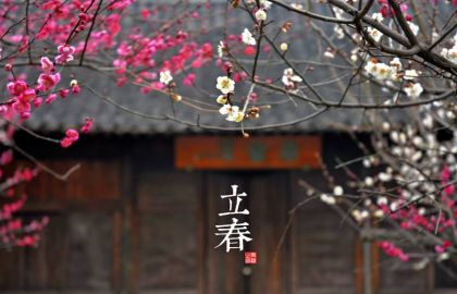 梅花树,梅花,梅,雪中红梅,白梅花,风景