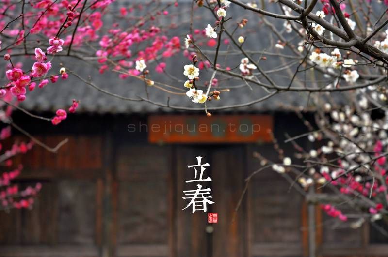 梅花树,梅花,梅,雪中红梅,白梅花,风景