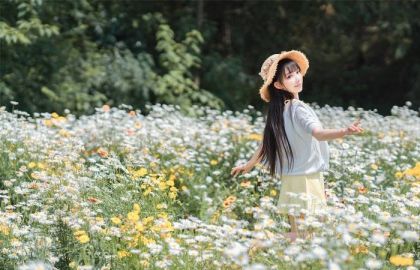 花海,杭菊,婚纱写真,雏菊,白晶菊