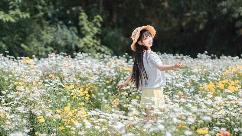 花海,杭菊,婚纱写真,雏菊,白晶菊